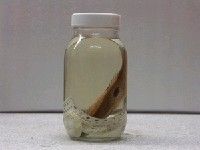 藏品(黑斑笛鯛)的圖片